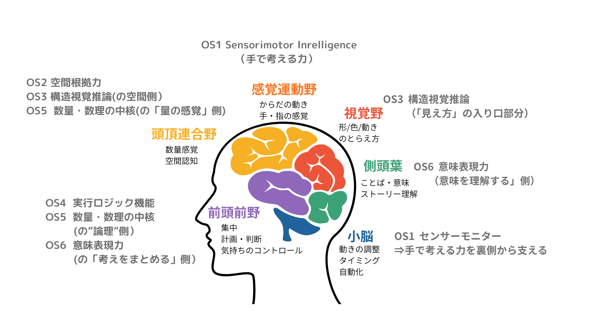 頭頂連合野・前頭前野など、SheSTEMの6つの思考Rootsに関連する脳の領域を示した図